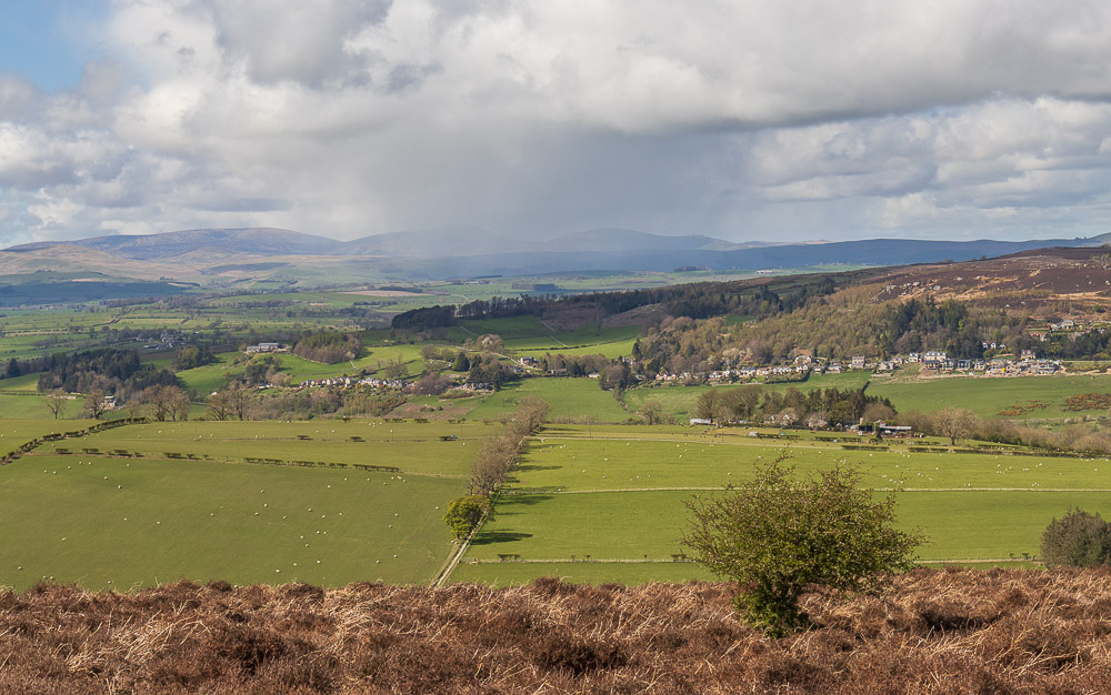 Cheviots Cheviots